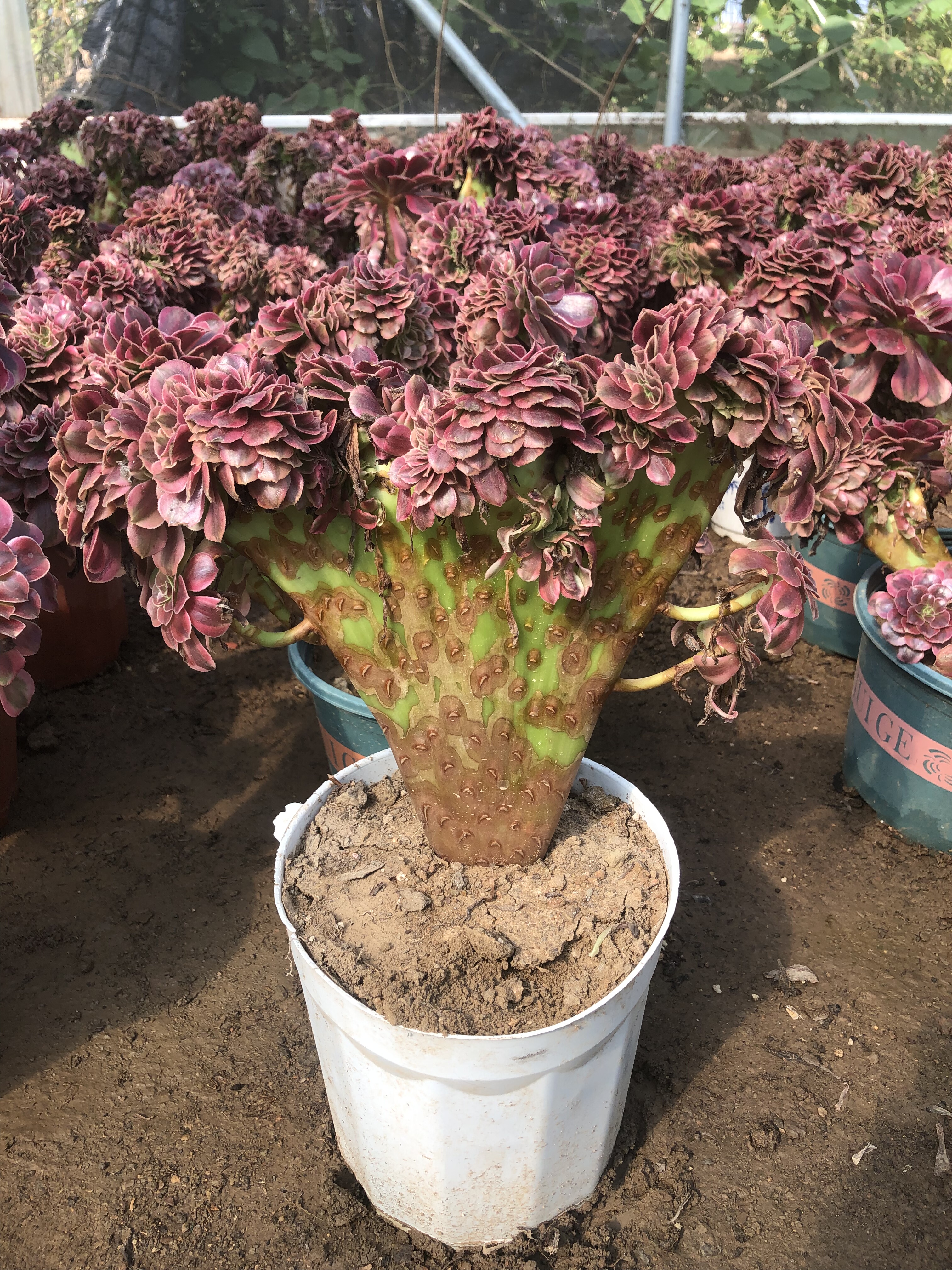 多肉植物法师美杜莎万圣节圆叶黑法师欧紫缀化大颗直播专用