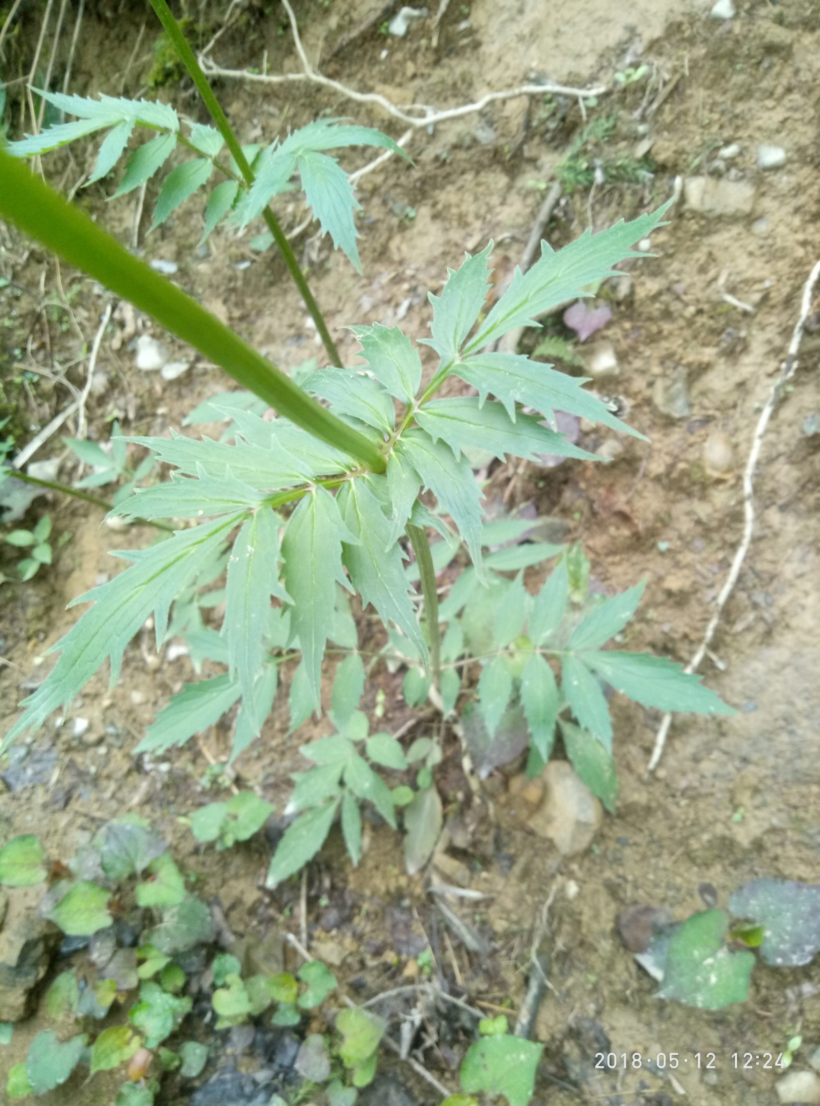 缬草欧缬草缬草种苗一株