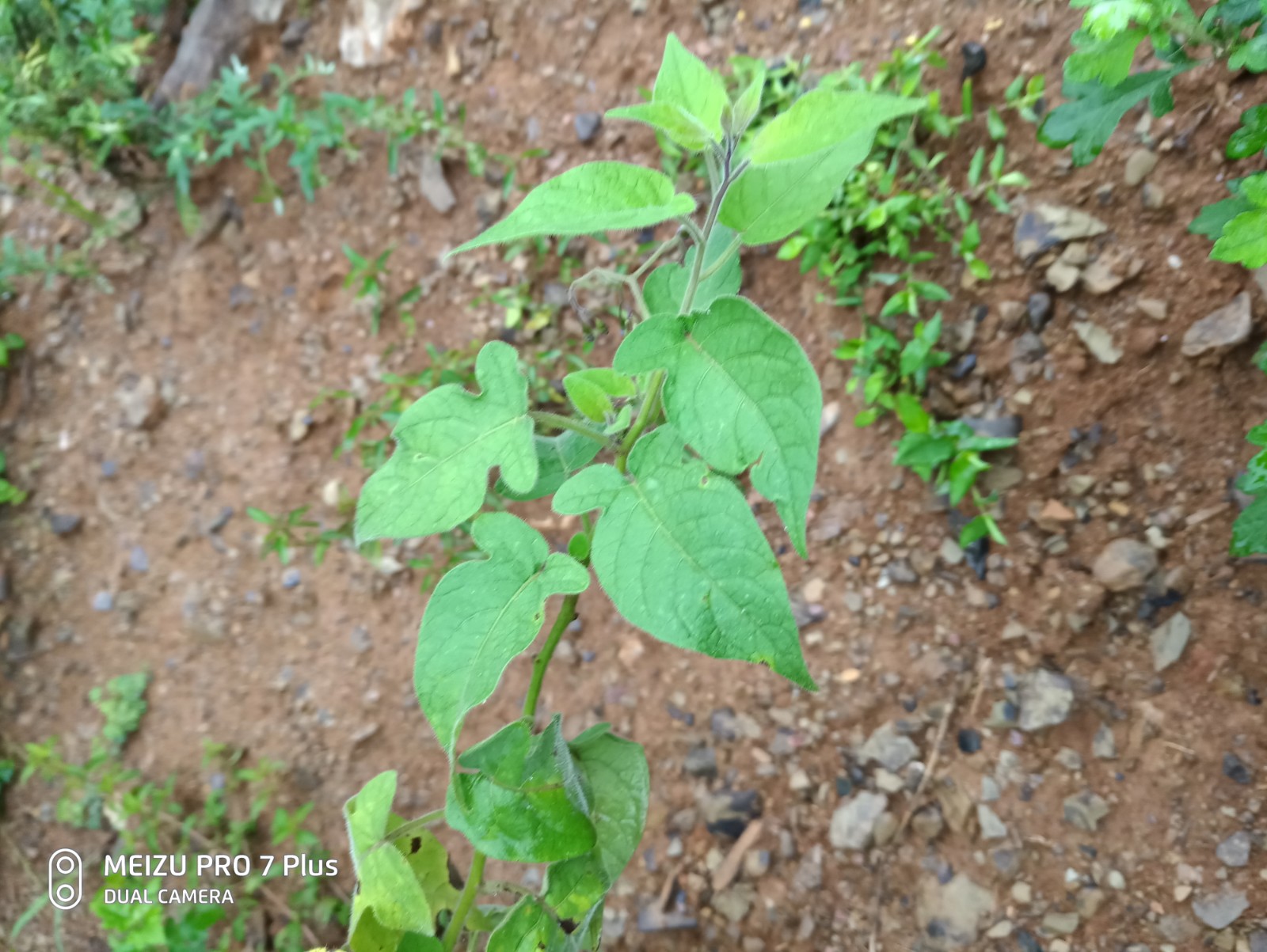白英 山甜菜、 白草、 白幕、 排风、 排风草 白英种苗一苗