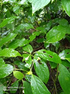 清风藤，鄂西清风藤 鄂西清风藤种苗一株