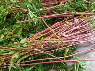 赶黄草,扯根菜,水杨柳,肝炎甲肝乙肝,各种肝炎良药种苗一苗