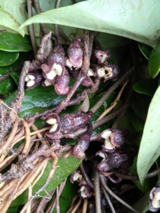 福建细辛 土里开花 薯叶细辛 土细辛 福建细辛花苗一株