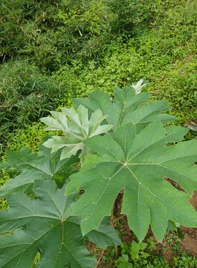 通脱木 大通花 大泡通 大通草  通脱木种苗一苗