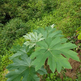 通脱木 大通花 大泡通 大通草  通脱木种苗一苗