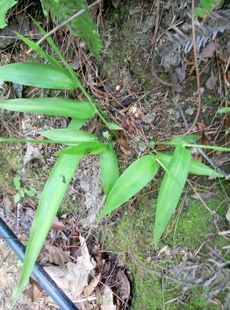 淡竹叶、山鸡米、金鸡米、迷身草、竹叶卷心种苗一苗，带小土球