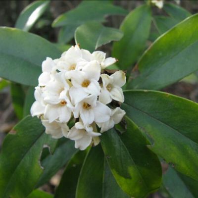 野梦花，白花瑞香，贼腰带，毛瑞香种苗一苗