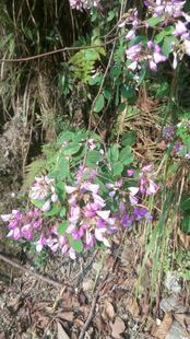 美丽胡枝子，毛胡枝子，种苗一苗