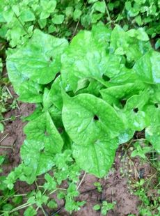 华细辛，大药、白细辛、马蹄香，四两麻正品细辛种苗一苗