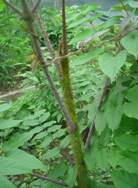 楤木，鹊不踏、 虎阳刺  鸟不宿 黄龙苞、 刺龙苞 楤木种苗一苗