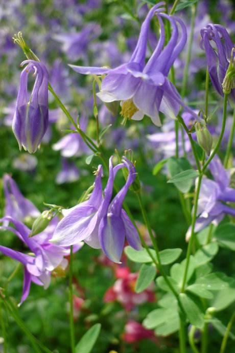 无距耧斗菜 耧斗菜 野生耧斗菜种苗一苗