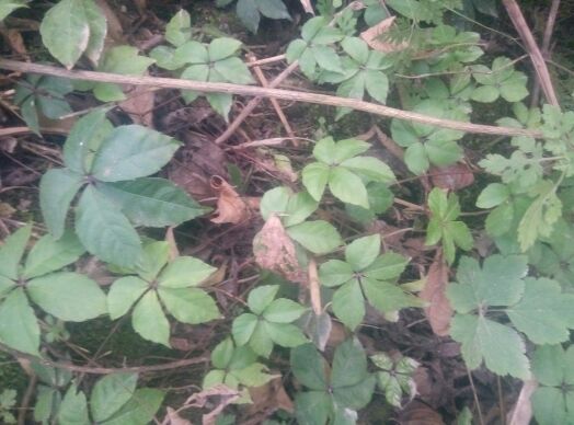 五叶崖爬藤、岩五加、小走游草、红五加，走游藤、通气藤种苗一苗