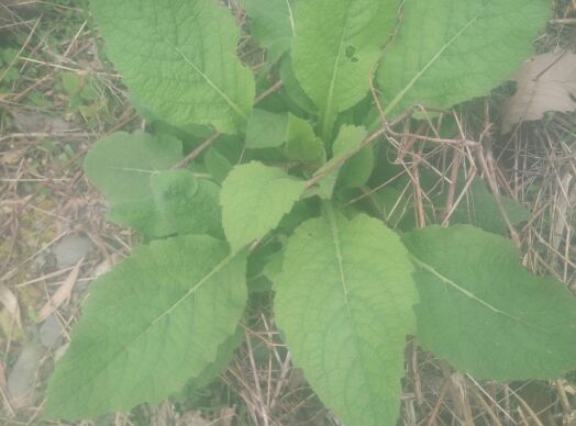 天名精，野烟叶种苗