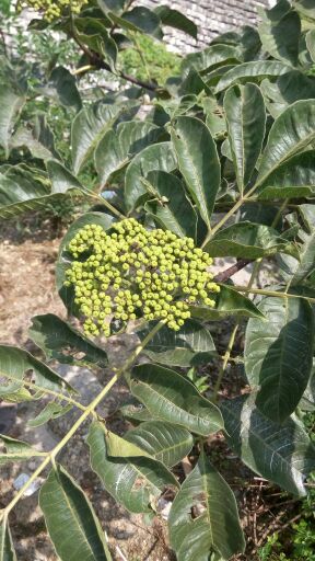 吴茱萸、茶辣、漆辣子，种苗一苗