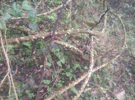 见血飞，三百棒，飞龙掌血，红三百棒种苗一苗或者鲜货一斤