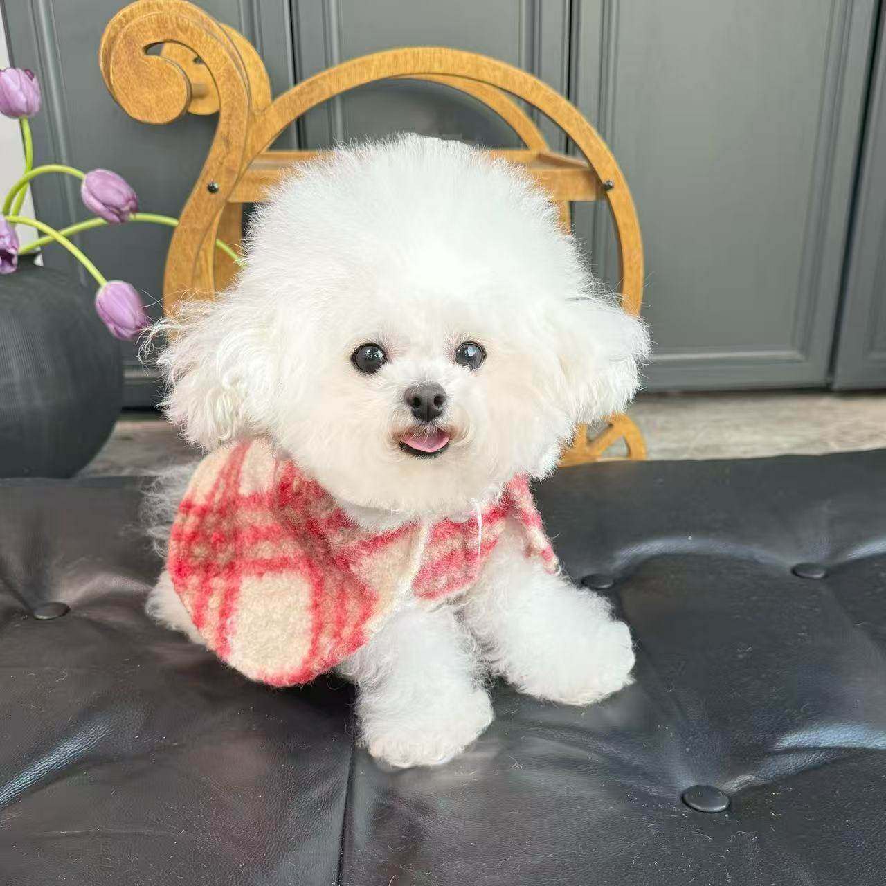 2025宠物衣服秋冬新款圣诞披风斗篷马甲狗狗猫过年外套,宠物/宠物食品及用品,狗宠物服装/雨衣,淘宝优惠券,粉丝福利购,淘宝优惠卷