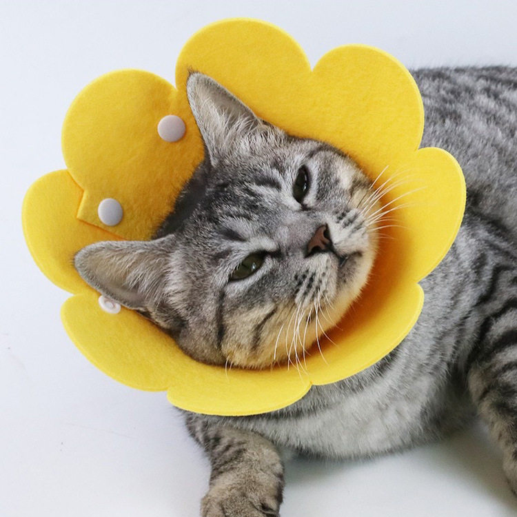 伊丽莎白圈无纺布宠物猫咪头套太阳花按扣脖圈防舔咬挠绝育耻辱圈,宠物/宠物食品及用品,宠物伊丽莎白圈,淘宝优惠券,粉丝福利购,淘宝优惠卷