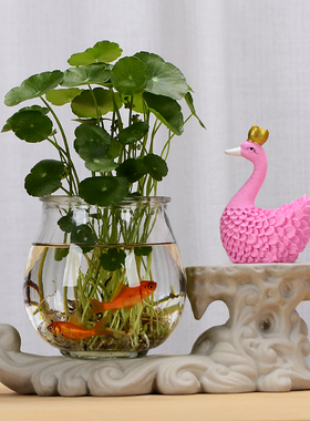 创意天鹅水培花瓶摆件透明玻璃鱼缸客厅办公桌玄关新房酒柜装饰品