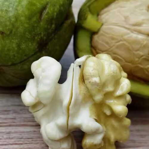 新鲜去青皮湿核桃带青皮核桃薄皮