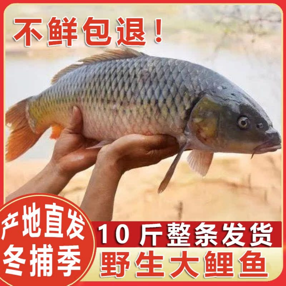 查干冬捕鱼鲤鱼大鱼整条