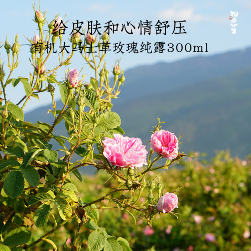 有机玫瑰纯露给皮肤和心情缓压