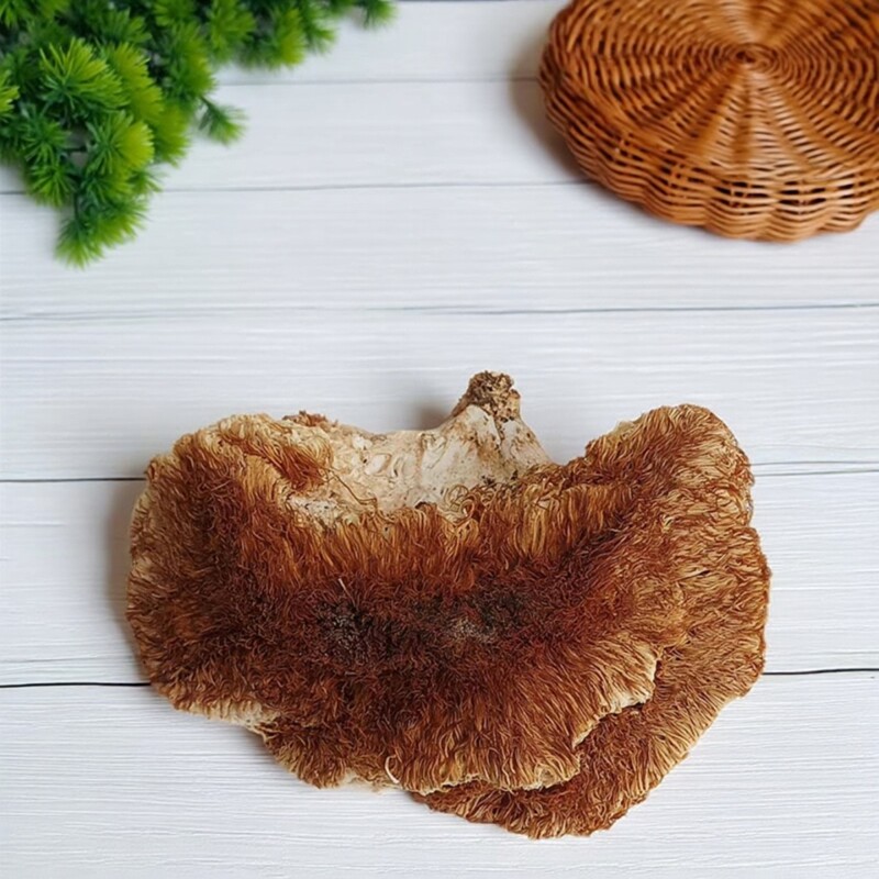 野生猴头菇东北特产深山野送礼盒新干货谭小六长白山猴头直播挑货