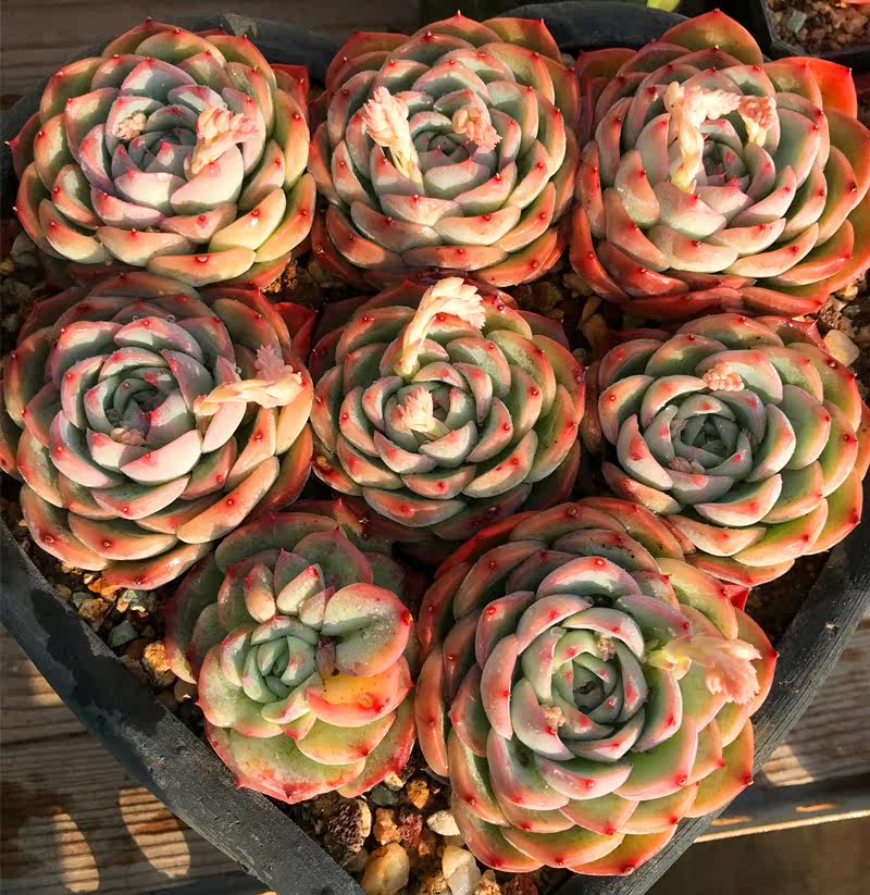 水晶月影多肉植物 图片 价格 多少钱 什么值得买