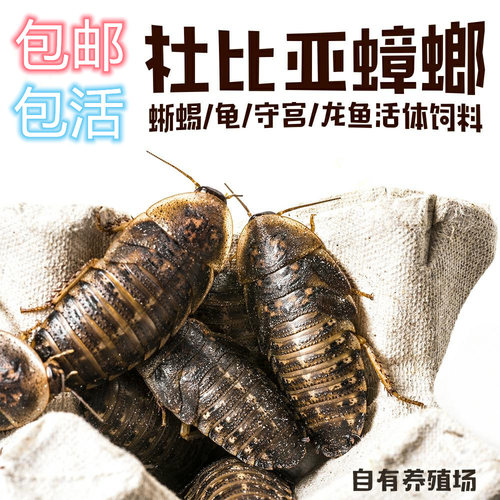 杜比蟑螂幼体亚成各种规格蜥蜴