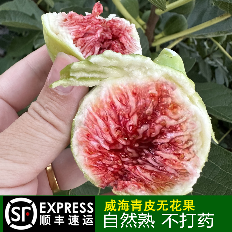 山东威海新鲜青皮无花果鲜果应季孕妇水果甜糯大果糖包子现摘顺丰