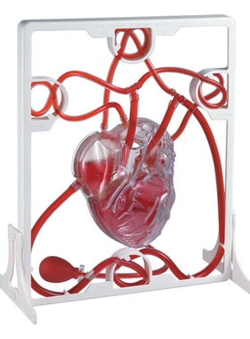 香港EDU科学人体解剖器官结构心脏血液循环模型仿真儿童实验玩具