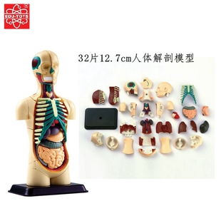 香港EDU 儿童科学实验内脏模型 32片12.7CM人体解剖模型 半身模型