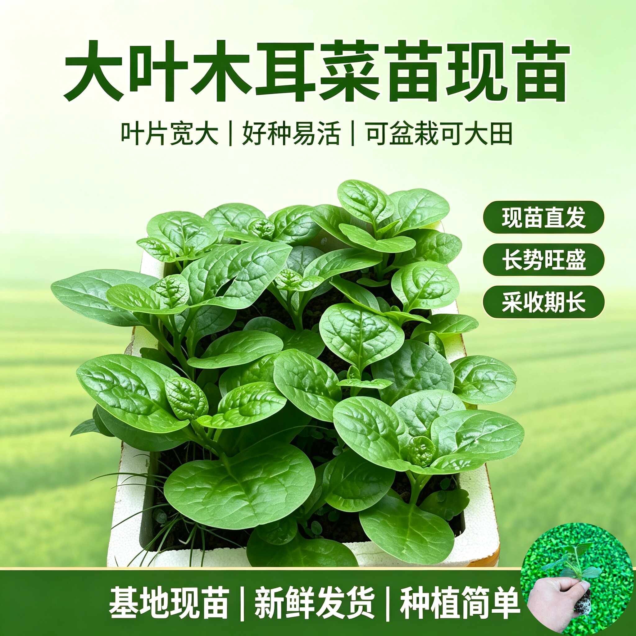 大叶圆叶木耳菜秧苗幼苗豆腐菜种子高钙蔬菜四季盆栽耐热蔬菜苗