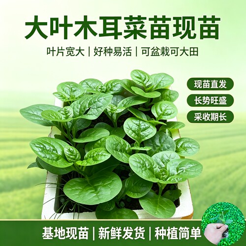 大叶圆叶木耳菜秧苗高钙耐热盆栽