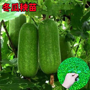 冬瓜苗冬瓜秧苗小冬瓜苗青冬瓜粉冬瓜苗黑冬瓜苗早熟高产带土发货