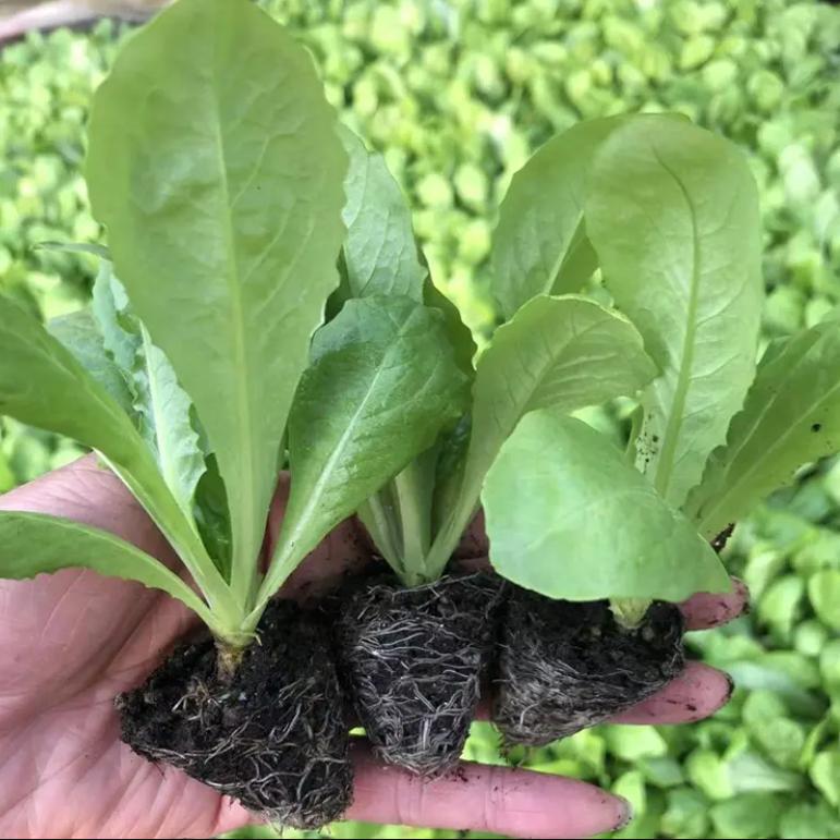 莴笋秧苗莴苣苗庭院秋冬蔬菜苗