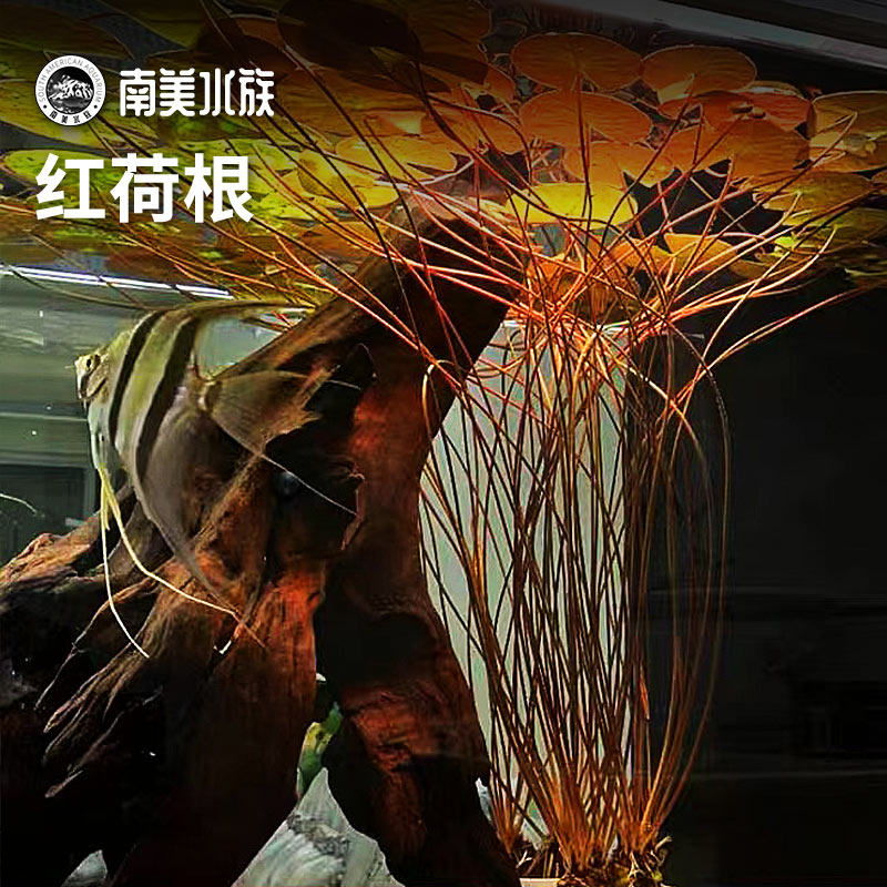 红荷根睡莲水草南美缸造景神器