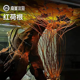 红荷根青荷根睡莲科好养新手水草造景草缸鱼缸布景南美缸沙子造景