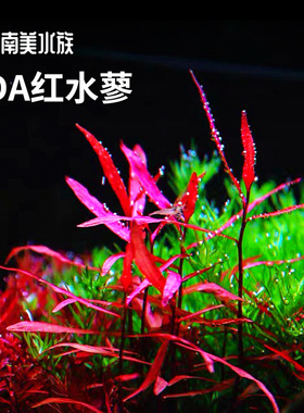 ADA红水蓼非紫艳柳水下叶后景红色水草宫廷淡水鱼缸造景南美水族