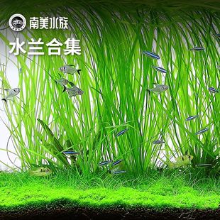 水兰细叶水兰小水兰养鱼的水草线叶古精苦草九冠乌龟宫廷鱼缸造景
