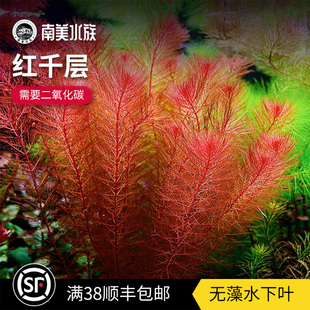 红千层红狐尾藻乌苏里红羽毛松尾鱼缸水草造景血红宫廷水草缸植物