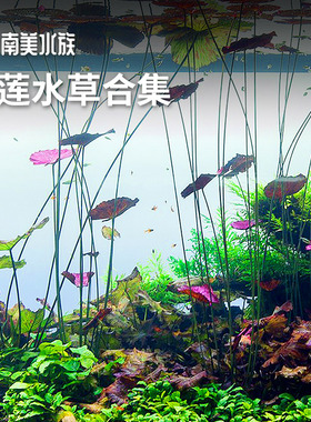 睡莲水草红虎青虎斑四色ADA睡莲丹麦大香菇红荷根宫廷南美缸造景