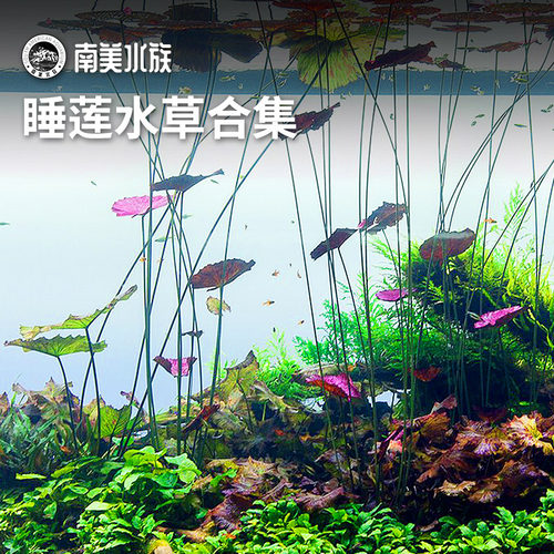 红虎睡莲青虎虎斑丹麦大香菇水草