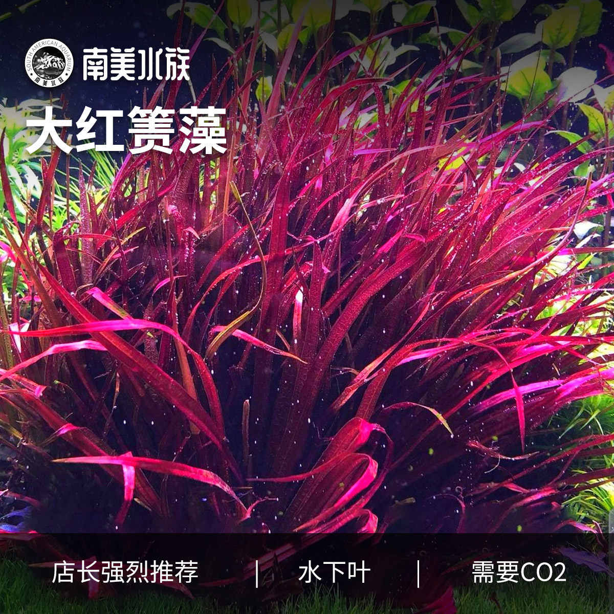 大红箦藻红色飘逸水草水草缸造景