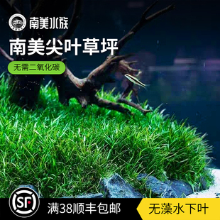 南美尖叶草坪爬地迷你矮珍珠牛毛前景水草鱼缸造景易活免碳水下叶