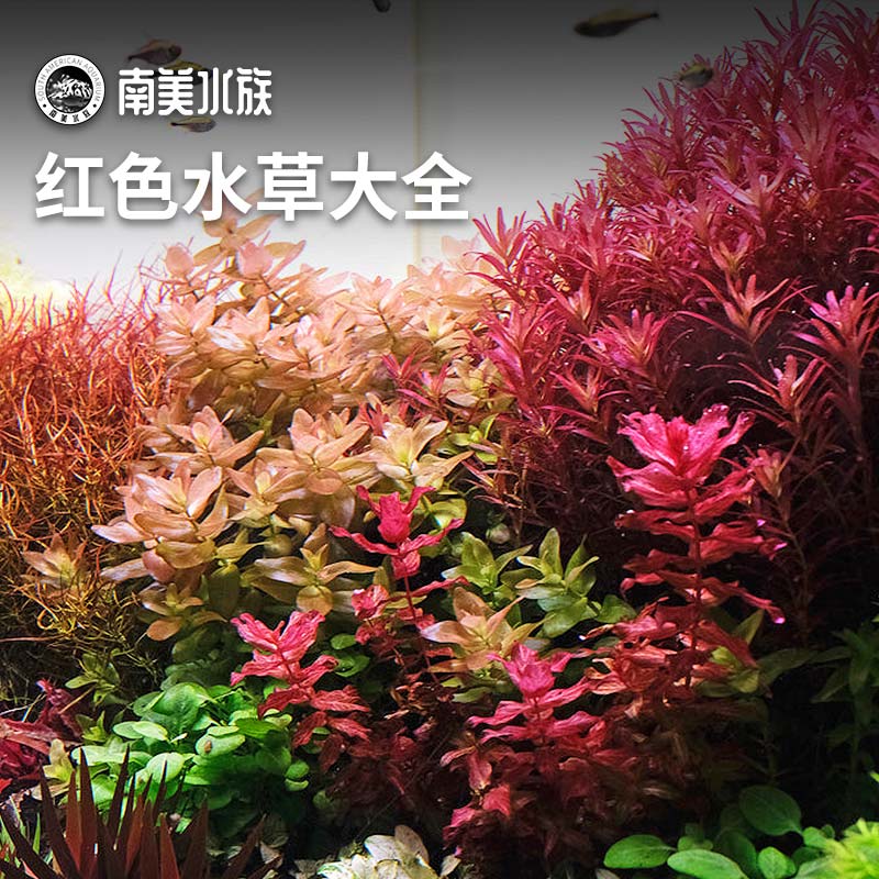 红色水草大全生态鱼缸造景红玫瑰