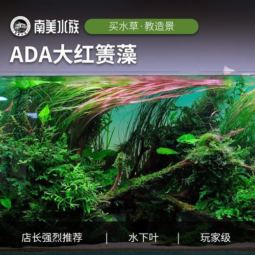 大红箦藻稀有红色后景水草造景