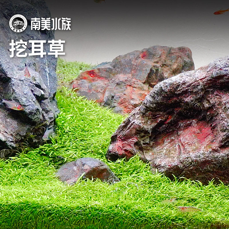 挖耳草无菌杯草原景水草前景迷你牛毛水下叶荷兰景淡水鱼缸造景