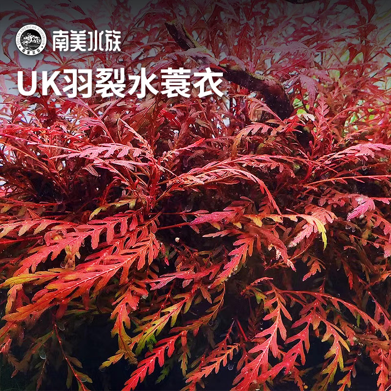 uk羽裂水蓑衣雨裂ada稀有红色水草宫廷草缸造景水下叶淡水缸造景