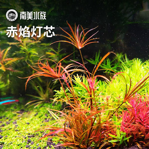 赤焰灯芯水草水下叶淡水鱼缸造景
