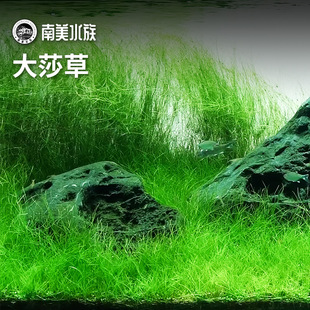 大莎草线叶古精细叶水兰谷精后景水草宫廷水下叶淡水鱼缸水族造景