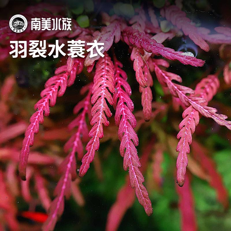 羽裂水蓑衣雨裂大安水蓑衣荷兰景水草水下叶中后景宫廷淡鱼缸造景